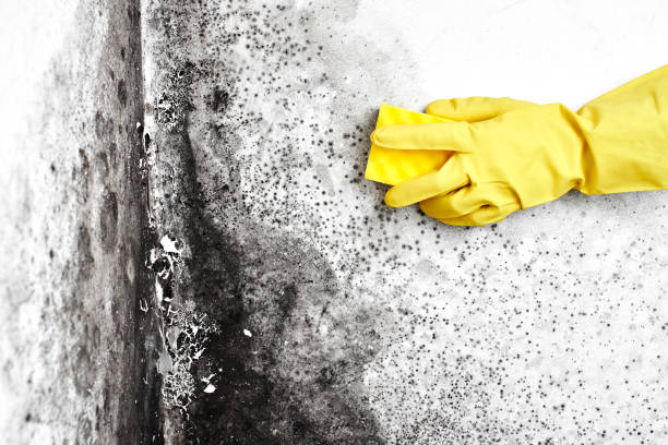 Best Same-Day Mold Removal  in St James, NC