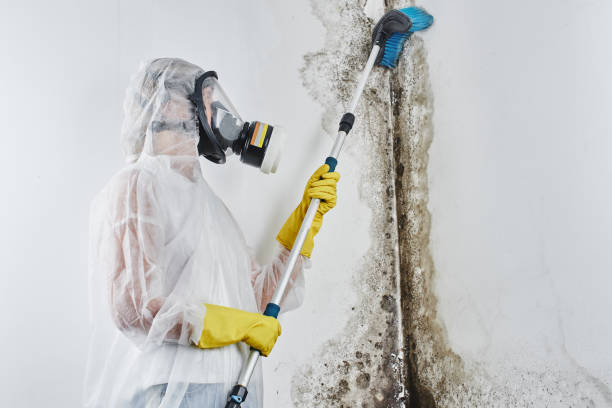 Best Black Mold Removal  in St James, NC