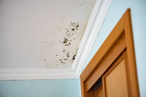 Best Home Mold Removal  in St James, NC