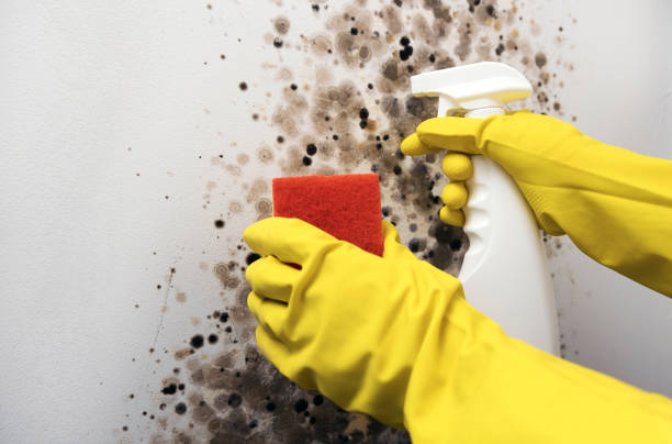 Professional Mold Removal in St James, NC