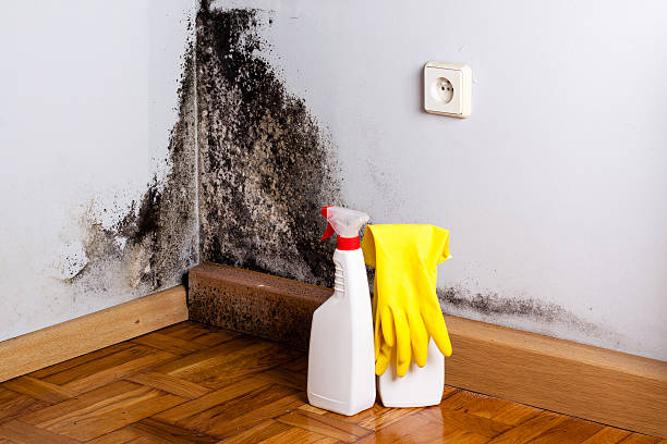 Best Mold Removal Process  in St James, NC