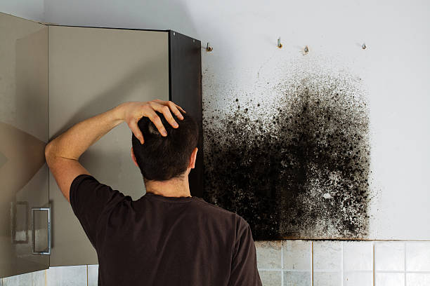 Mold Removal Process in St James, NC