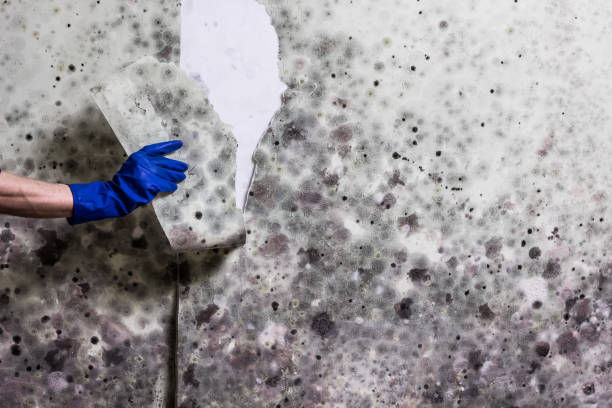 Best Toxic Mold Removal  in St James, NC